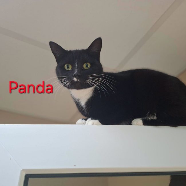 Panda - Chat Européen à adopter
