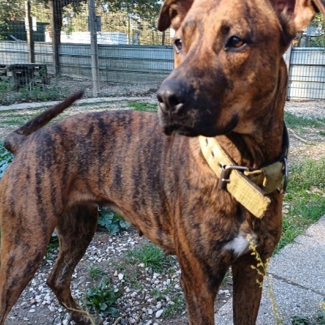 Riga - Chien à adopter