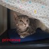 Princesse