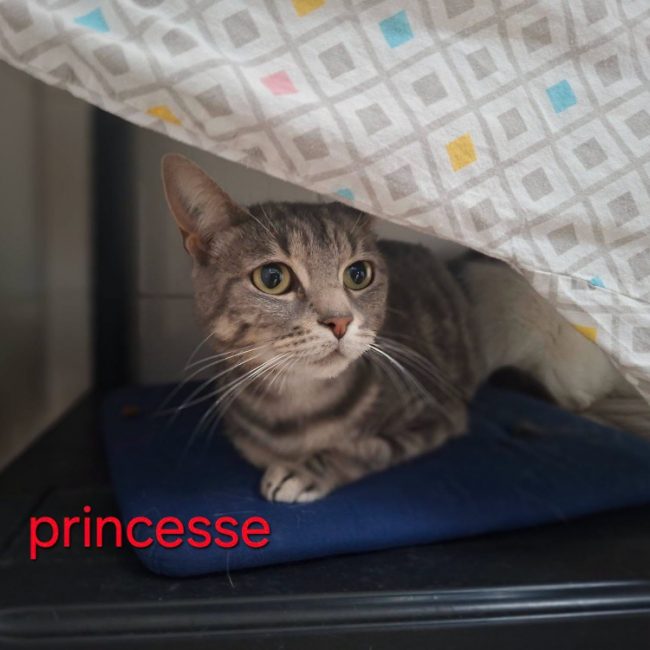 Princesse - Chat Européen à adopter