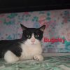 Bugsley