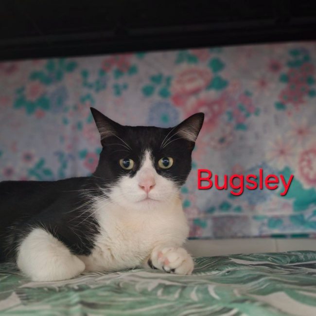 Bugsley - Chat Européen à adopter