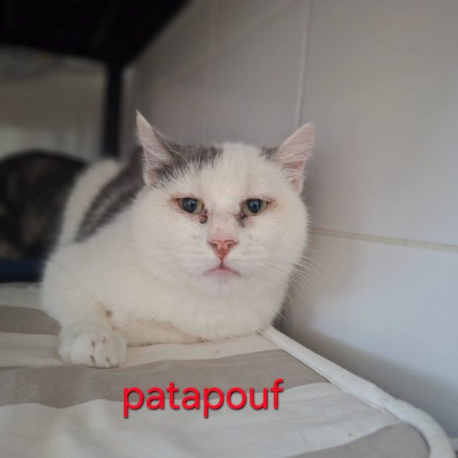 Patapouf - Chat Européen à adopter