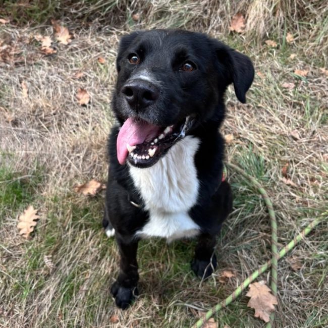 Rocky - Chien Berger à adopter