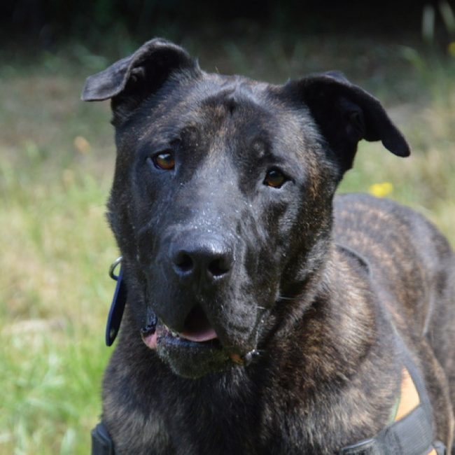 Karabash - Chien à adopter