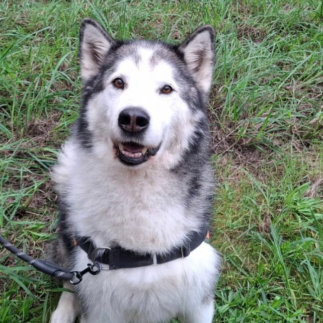 Wolf - Chien Malamute de l'Alaska à adopter