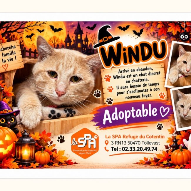 Windu - Chat Européen à adopter