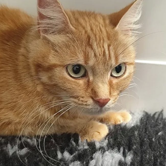 Dori - Chat Européen à adopter