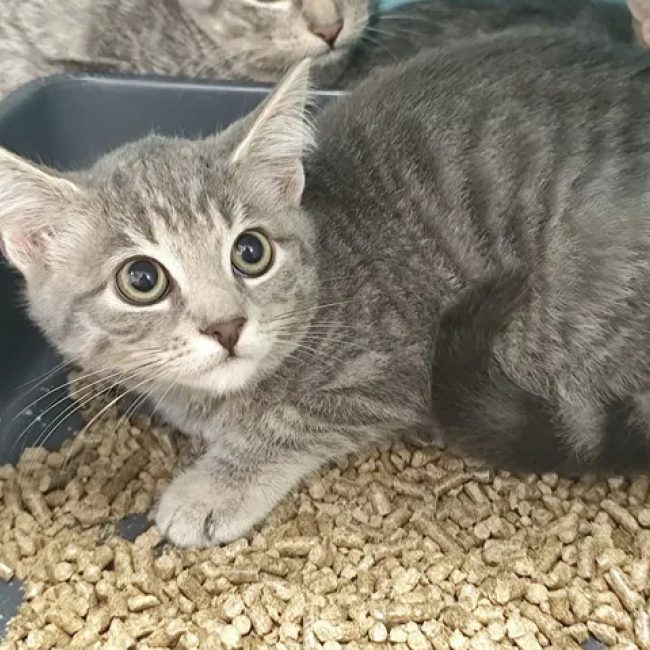 Donna - Chat Européen à adopter