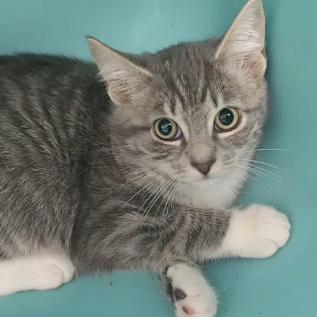 Brenda - Chat Européen à adopter