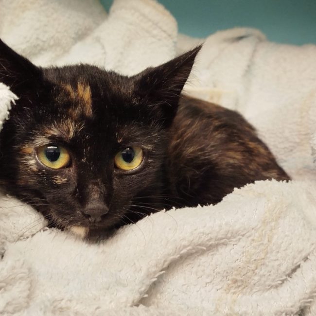 Viviane - Chat Européen à adopter