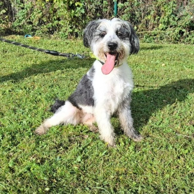 Princesse - Chien à adopter