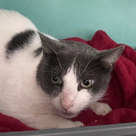 Eros - Chat Européen à adopter