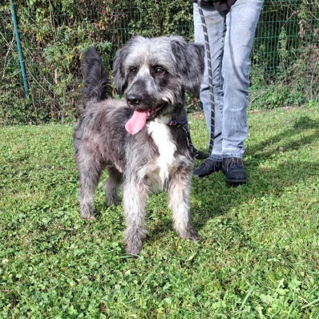 Crocblanc - Chien à adopter