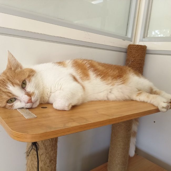 Menfils en sos - Chat Européen à adopter