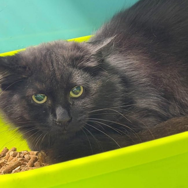 Teo - Chat à adopter