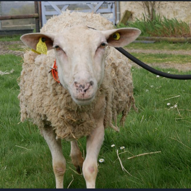 Tahiti - Animal de ferme Mouton à adopter