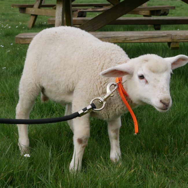 Totoro - Animal de ferme Mouton à adopter