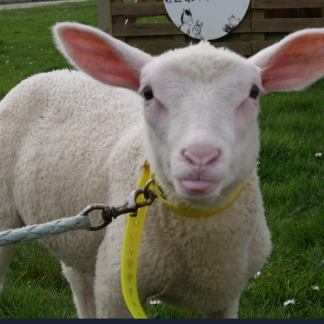 Tanjiro - Animal de ferme Mouton à adopter