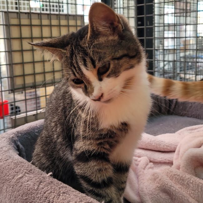 Baguette - Chat Européen à adopter