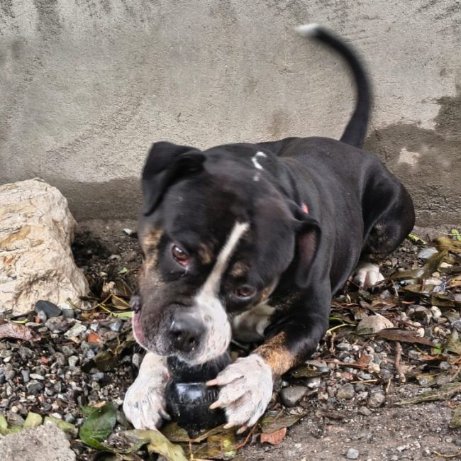 Shady - Chien American Bully à adopter