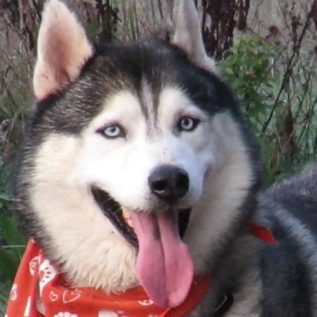 Alpha - Chien Husky Sibérien à adopter