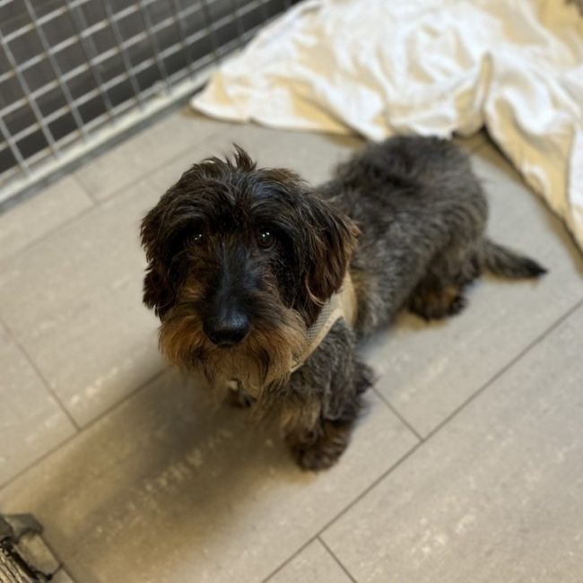Merguez dit mickey - Chien Teckel à adopter