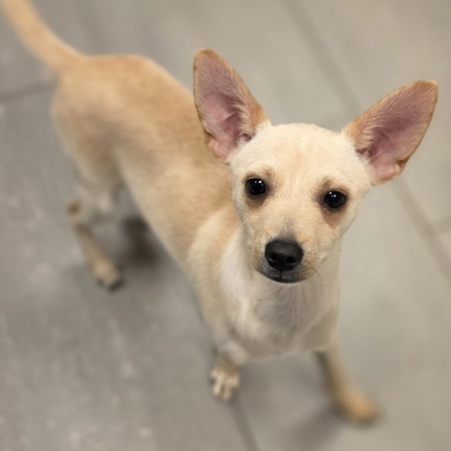 Leylo - Chien à adopter