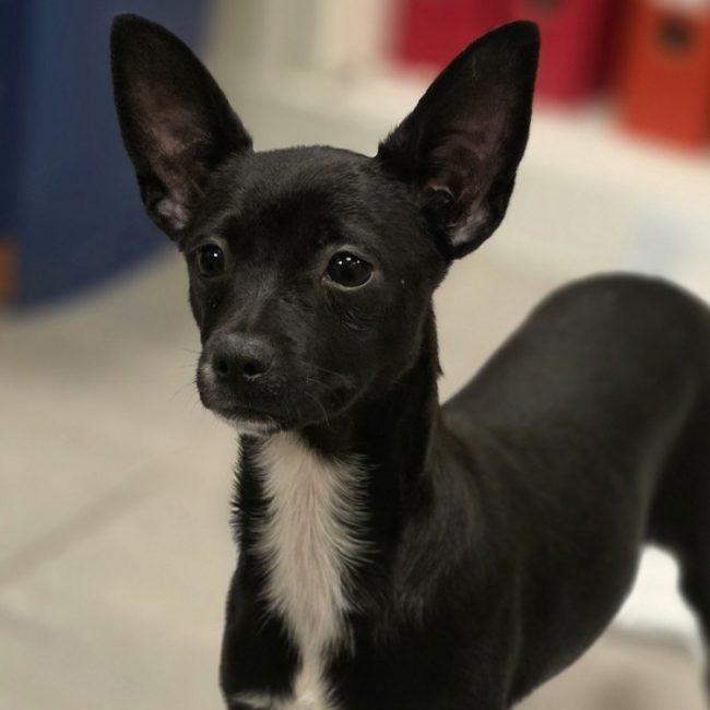 Leyla - Chien à adopter