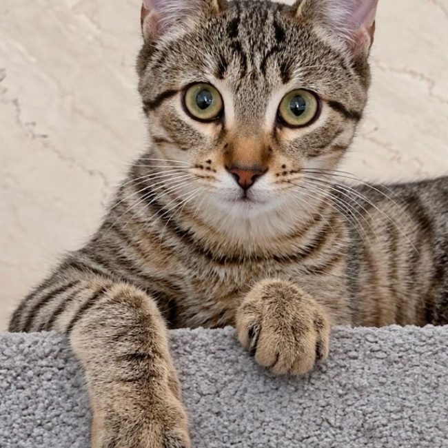 Selva - Chat à adopter