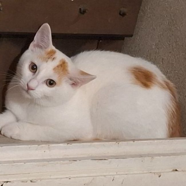 Bostock SOS - Chat Européen à adopter