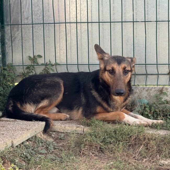 Cosmo - Chien à adopter