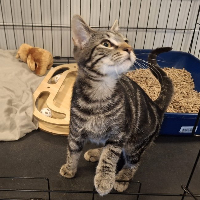Firmin - Chat Européen à adopter