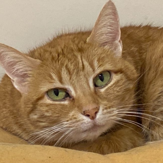 Josiane - Chat Européen à adopter