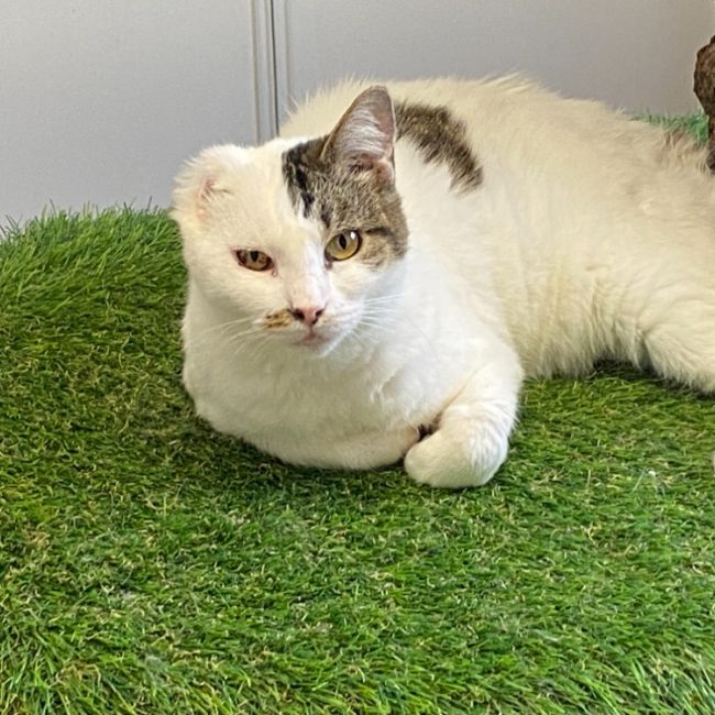 Noa - Chat Européen à adopter