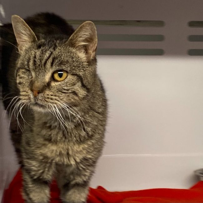 Plume - Chat Européen à adopter