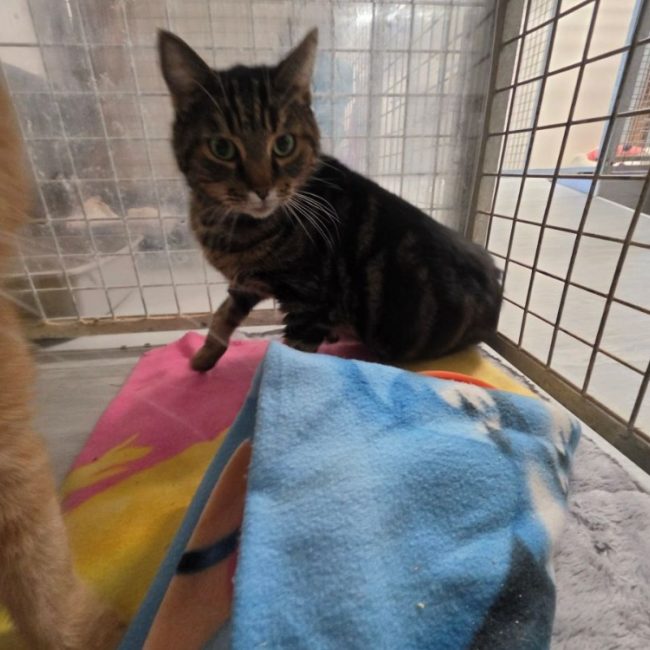 Ramses - Chat Européen à adopter