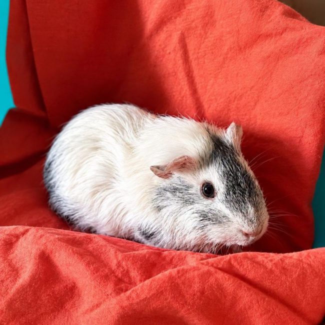 Timide - Rongeur Autre rongeur à adopter