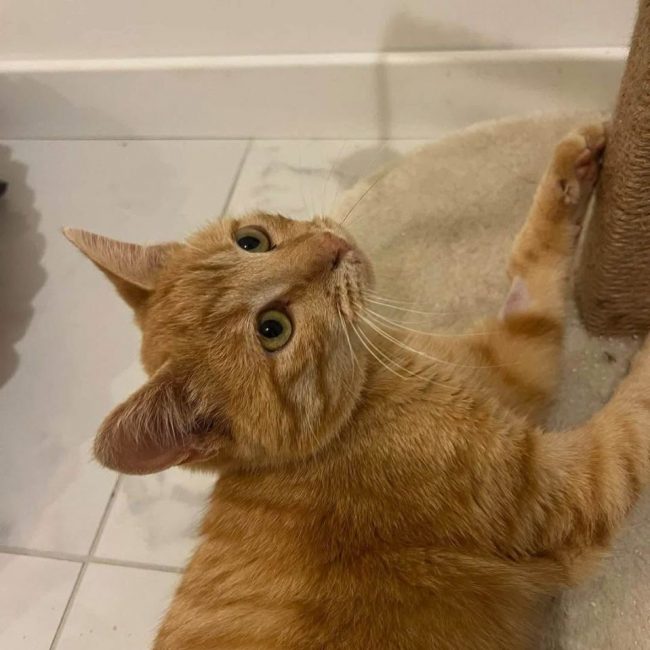 Cheddar - Chat Européen à adopter