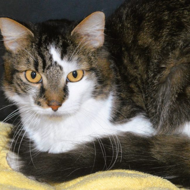 Diesel - Chat Européen à adopter