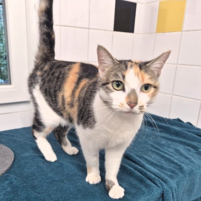 Choupette - Chat Européen à adopter