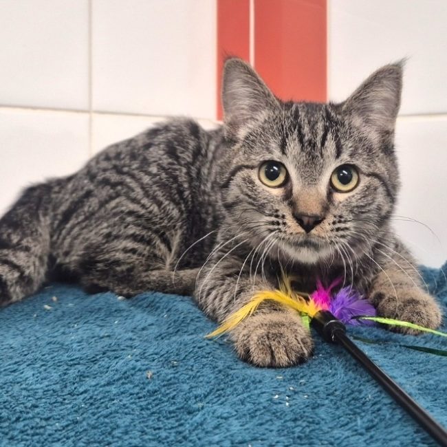 Végas - Chat Européen à adopter