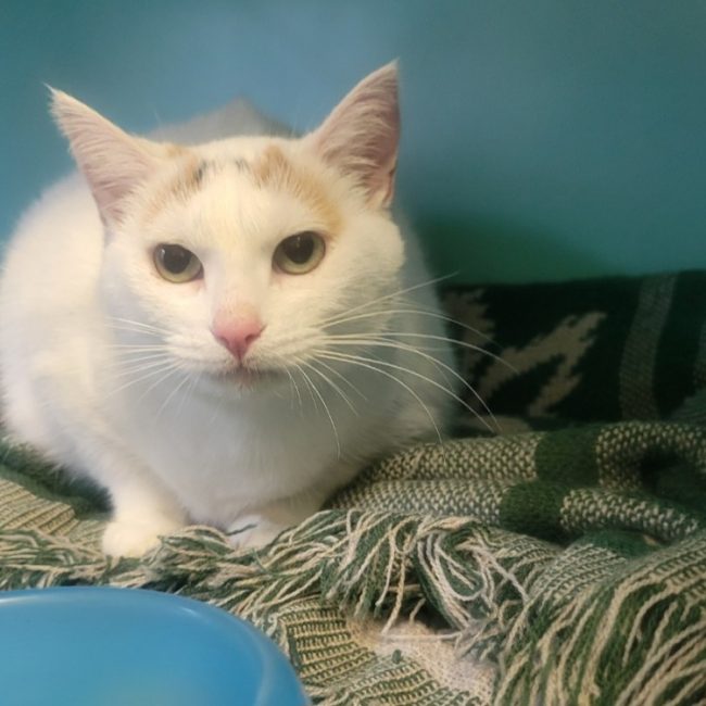 Zouzou - Chat Européen à adopter