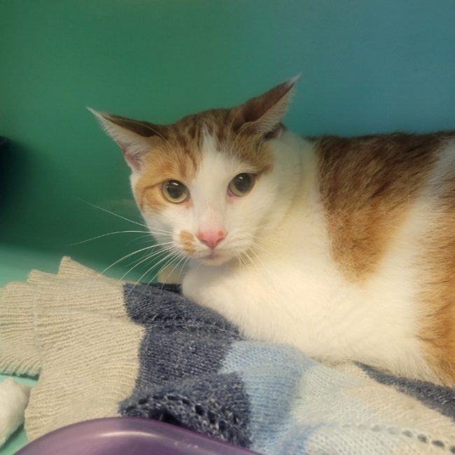 Carolin - Chat Européen à adopter