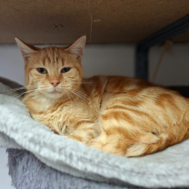 Peche - Chat Européen à adopter