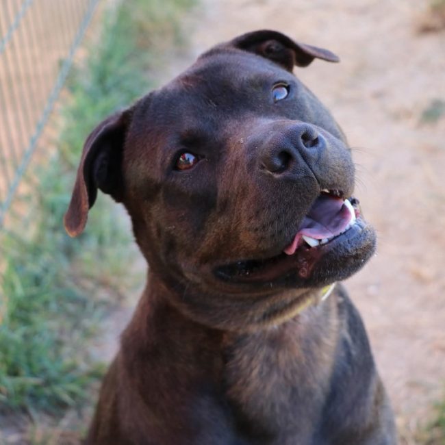Lola - Chien à adopter