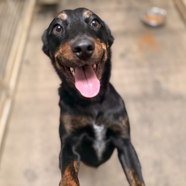 Bamya - Chien Berger à adopter