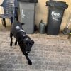 LAIKA