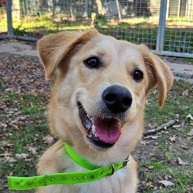 Keuz - Chien Berger à adopter
