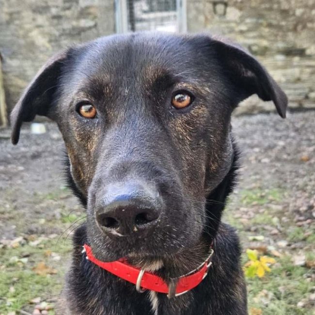 Kouky - Chien à adopter